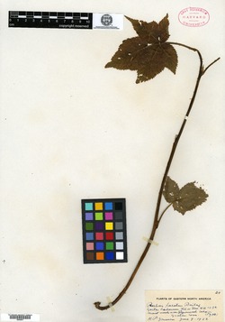 Rubus facetus image