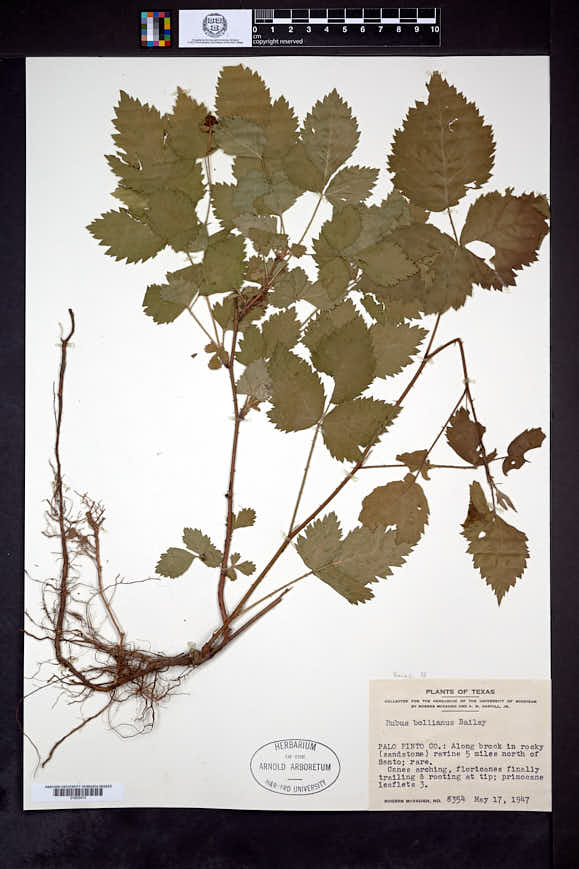 Image of Rubus bollianus