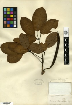 Image of Tabebuia leptoneura
