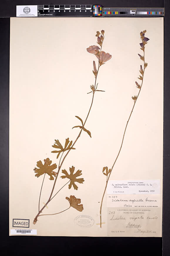 Sidalcea malviflora subsp. celata image