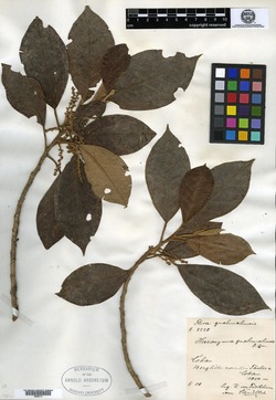 Image of Hieronyma oblonga