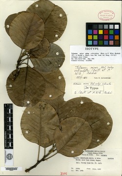 Image of Magnolia orbiculata