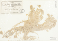 Sphagnum meridense image