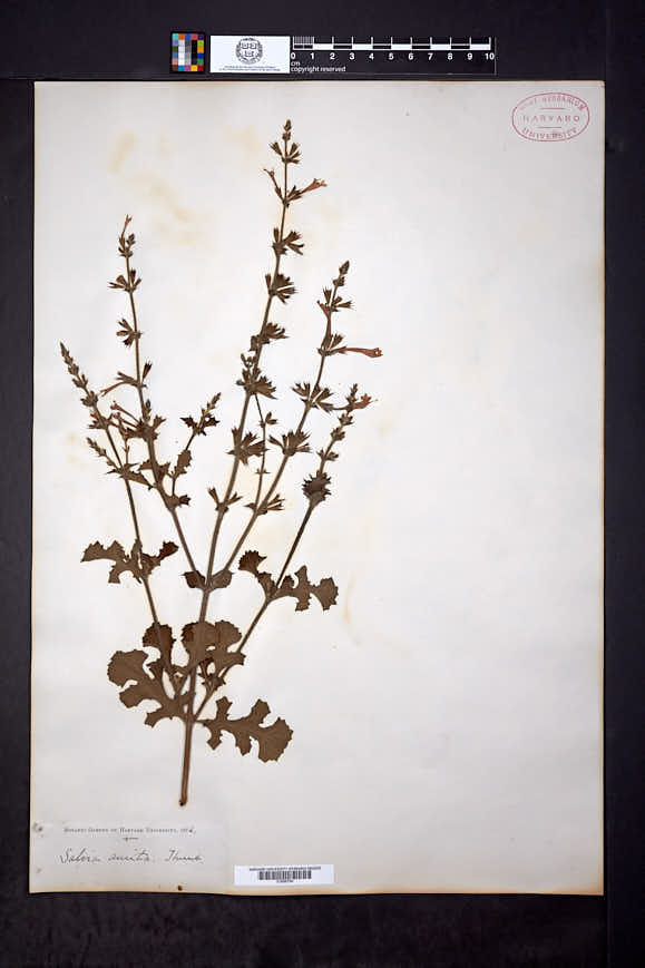 Image of Salvia aurita
