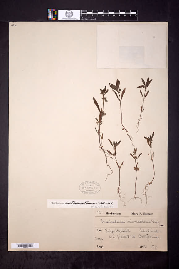 Trichostema austromontanum image