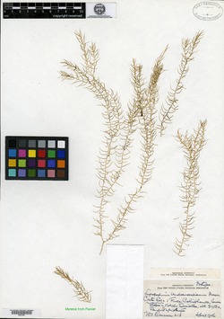 Image of Phlegmariurus capillaris