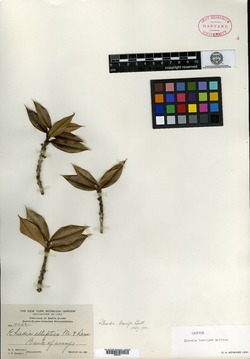 Image of Garcinia clarensis