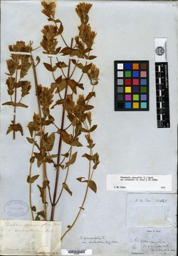 Gentiana quinqueflora var. occidentalis image