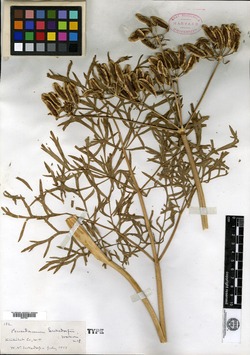 Cogswellia suksdorfii image