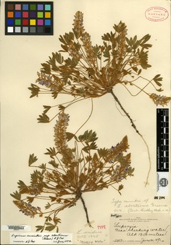 Image of Lupinus abortivus