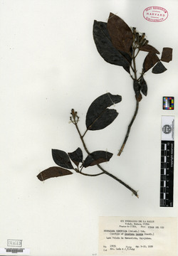 Acunaeanthus tinifolius image