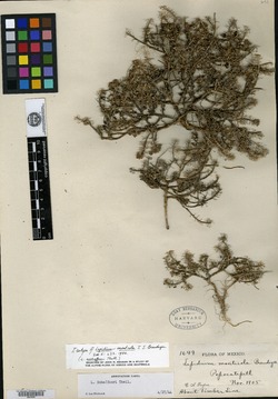 Image of Lepidium schaffneri