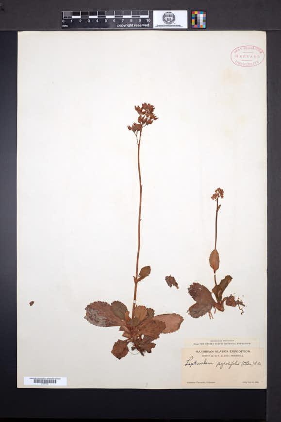 Leptarrhena pyrolifolia image