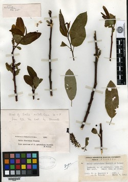 Image of Salix astatulana