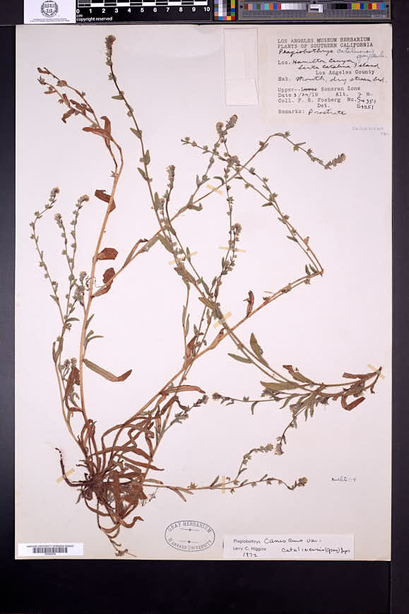 Plagiobothrys canescens var. catalinensis image
