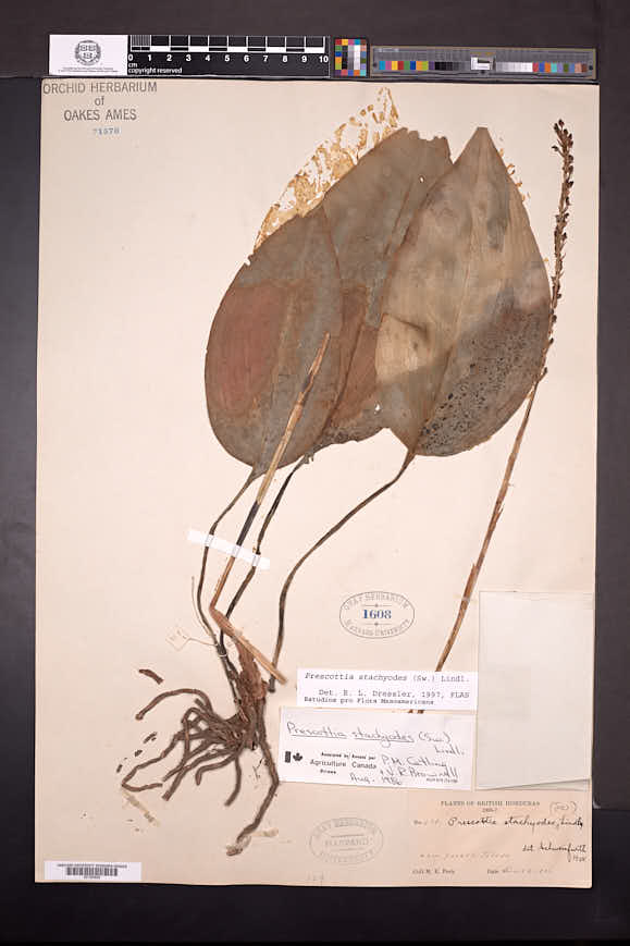 Prescottia stachyodes image