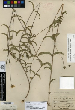 Image of Perymenium jaliscense