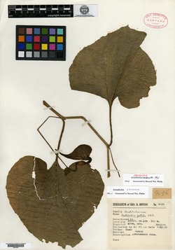 Image of Aristolochia cardiantha