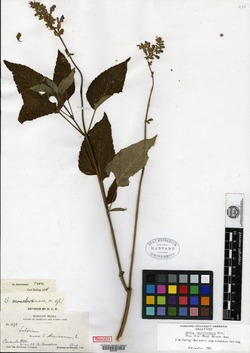 Salvia monclovensis image