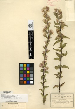 Image of Brickellia conduplicata