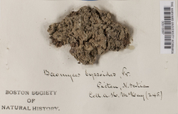 Baeomyces rufus image