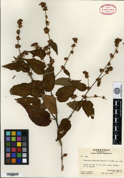 Image of Melochia nudiflora