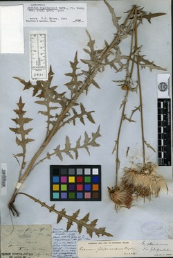 Image of Cirsium engelmannii