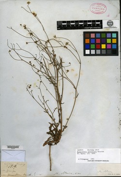 Image of Malacothrix parviflora