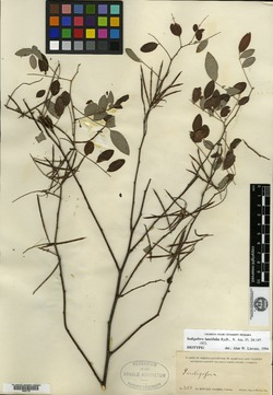 Image of Indigofera lancifolia