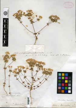 Image of Gilia brevicula