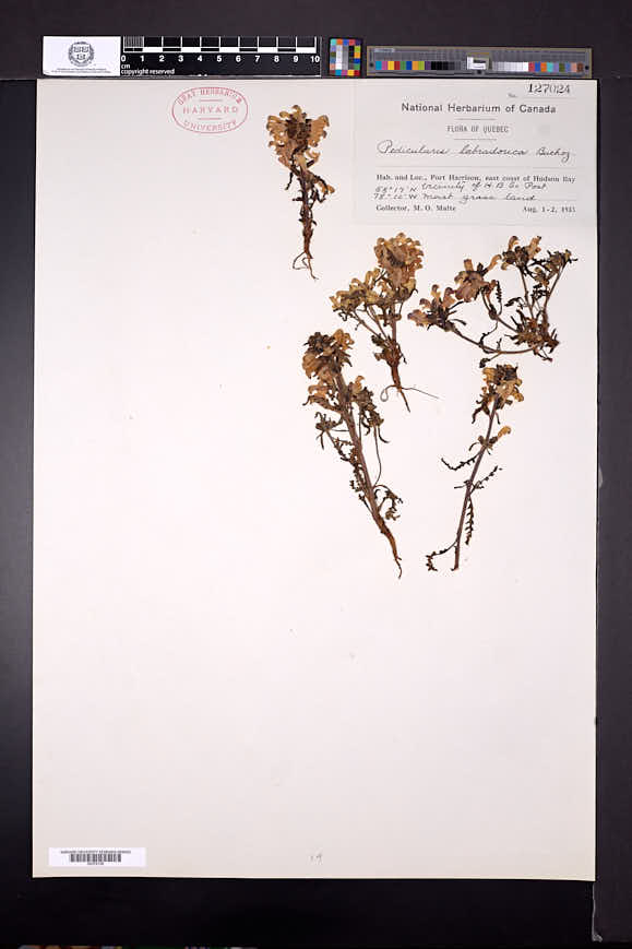 Pedicularis labradorica image