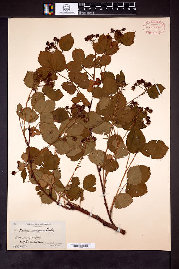 Rubus univocus image
