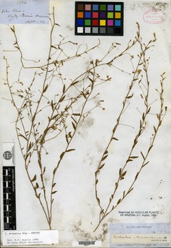 Evolvulus arizonicus image