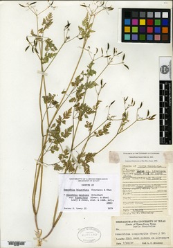 Osmorhiza mexicana subsp. bipatriata image