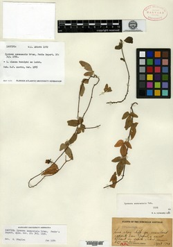 Image of Ipomoea clausa