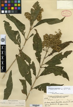 Image of Koanophyllon hypomalaca