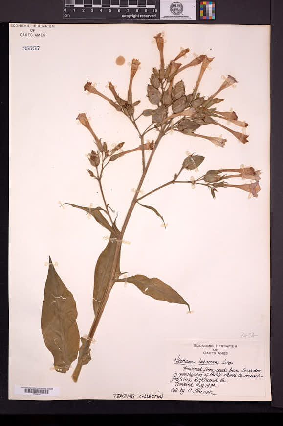 Nicotiana tabacum image