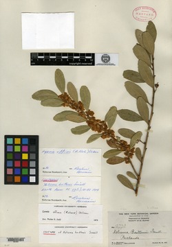 Image of Lyonia affinis