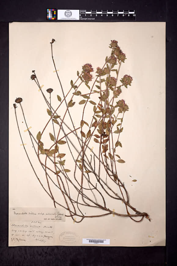 Monardella villosa subsp. subserrata image