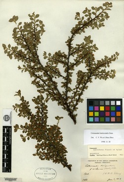 Image of Cotoneaster ascendens