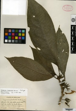 Image of Drymonia macrophylla