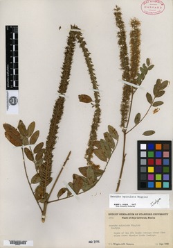 Image of Amorpha apiculata