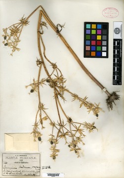 Image of Eryngium madrense