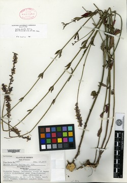Salvia exilis image