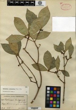 Image of Daphnopsis philippiana