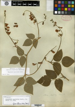 Rhynchosia macrocarpa image