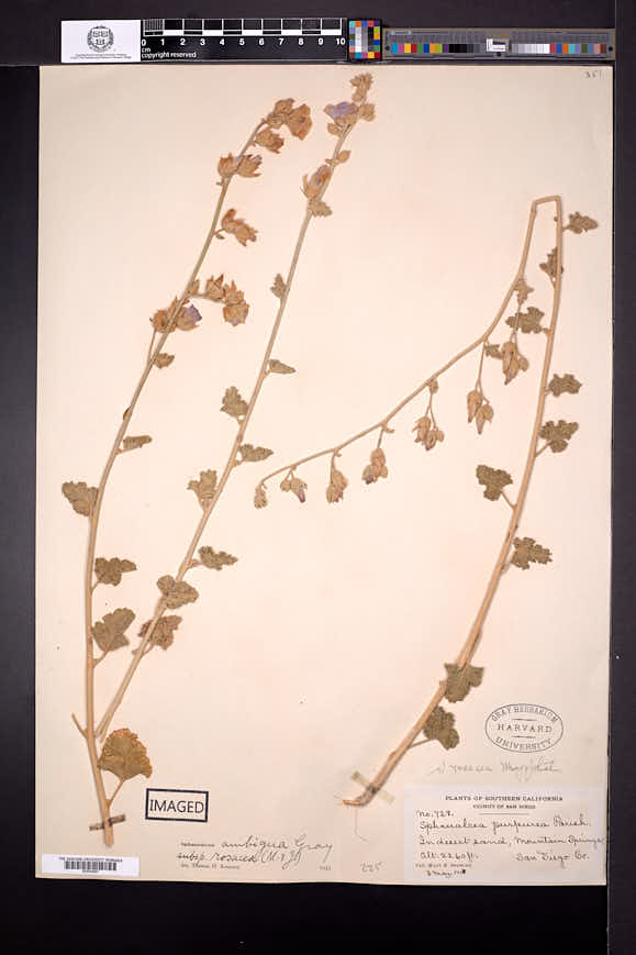 Sphaeralcea ambigua subsp. rosacea image