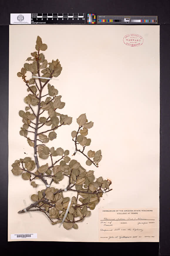 Rhamnus crocea var. pilosa image
