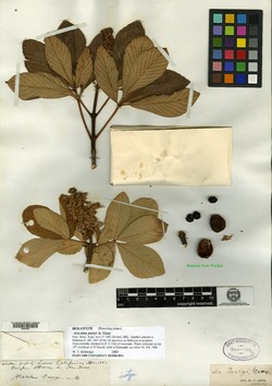 Image of Aesculus parryi