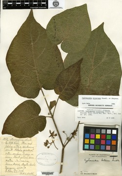 Image of Solanum rojasianum